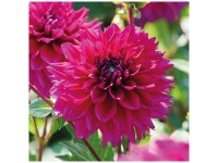 Grow by OBI Dahlie Fuchsia Charm Rosa 1 Stk. Grow by OBI Dahlie Fuchsia Charm Rosa 1 Stk.