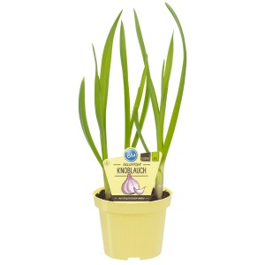 Vero aglio in vaso (Ø 12cm) con foglie verdi. Erba da cucina versatile per aiuole e balconi.