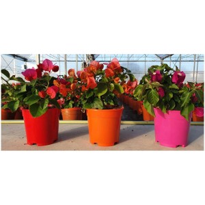 Bougainvillier en pot, couleurs variées : Plante en pot colorée pour emplacements ensoleillés.