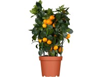 Zitruspflanze Spalier in Sorten Topf-Ø ca. 15 cm Citrus