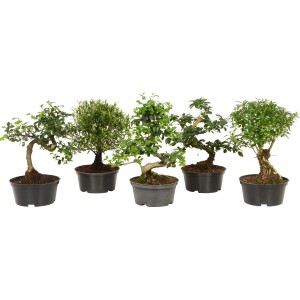 efeutute senker Gefleckte Efeutute - Scindapsus pictus 'Trebie'