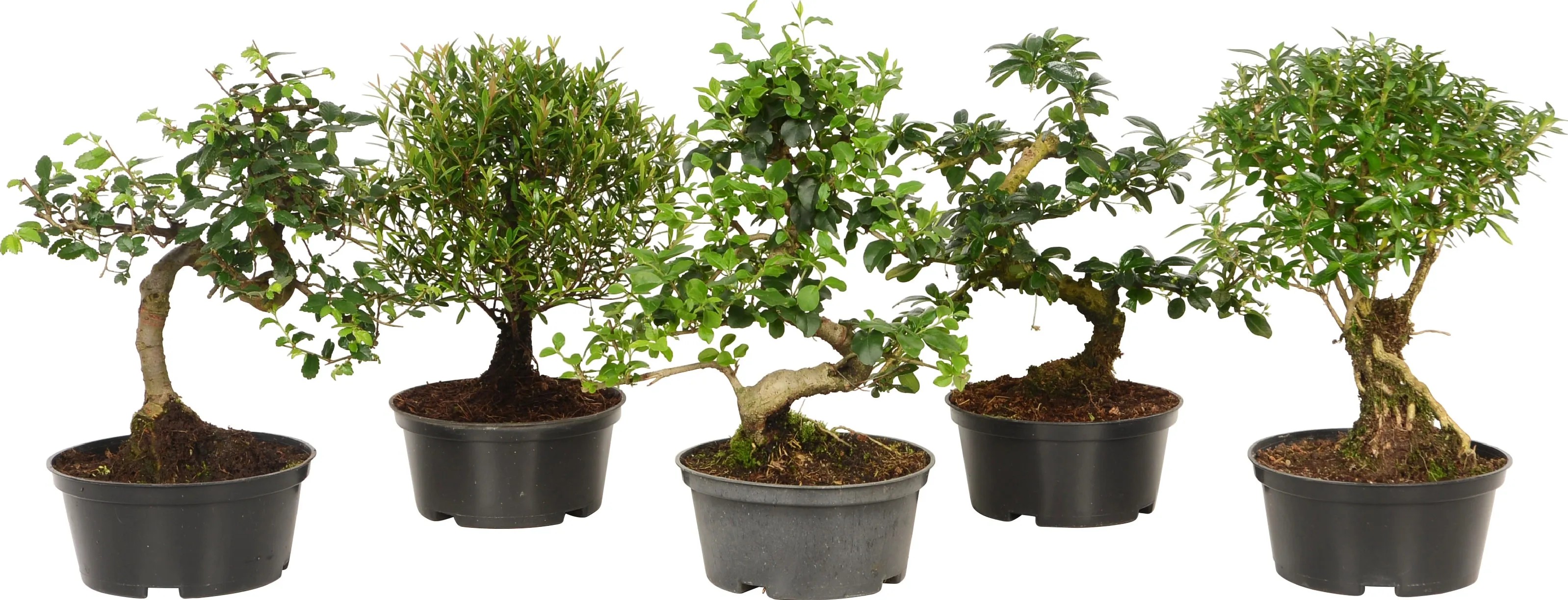 Bonsai-Mix rund und S-Form verschiedene Sorten Topf  14 cm / 1 Stk.