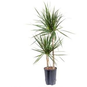 Plante hydroponique Dracaena marginata en pot noir, hauteur env. 75 cm.