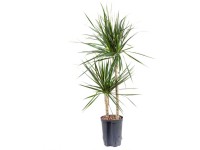 Hydropflanze Drachenbaum Dracaena marginata Topf Ø 15 cm / Höhe 75 cm