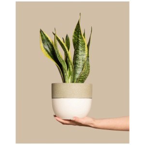 Feey Sansevieria en pot, plante d'intérieur verte à bords jaunes.