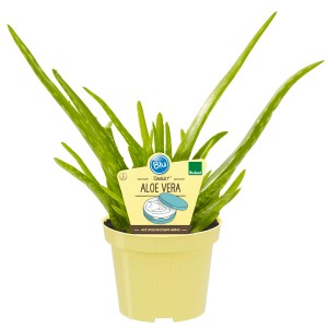 Blu Aloe Vera vera in vaso, ca. 12 cm di diametro. Pianta medicinale con foglie verdi.