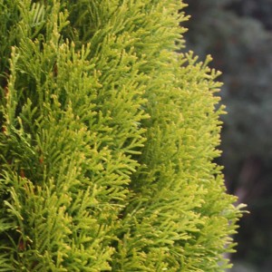 Primo piano di un albero della vita color smeraldo giallo dorato (Thuja occidentalis) in vaso.