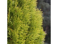 Lebensbaum Golden Smaragd Thuja occidentalis Topf 3,7 l