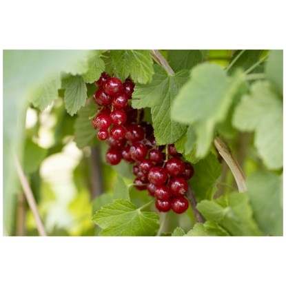 Ribes «Jonkheer Van Tets»