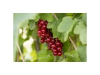 Johannisbeere Jonkheer Van Tets