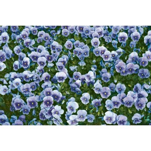 Blauer Farbenmix der Horn-Veilchen (Viola cornuta) im 10er-Set für die Frühjahrsbepflanzung.