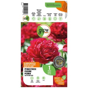 Grow by OBI Peonia Lactiflora Red, fiori rosso intenso per aiuole e vasi.