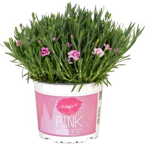 Oeillet Pink Kisses en pot, fleurs roses, feuilles vertes. Plante de balcon pour emplacement ensoleillé.