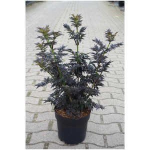 Sambuco colonnare Laced Up in vaso da 6 l con fogliame scuro. Ideale per giardino e terrazza.