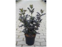 Säulen-Holunder Laced Up Sambucus nigra Topf 6 l