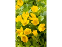 Pfenningkraut Gelb Topf Ø ca. 9 cm