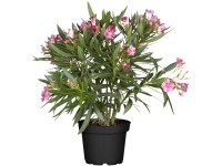 GROW by OBI Oleander Nerium Rosa Topf Ø 20 cm