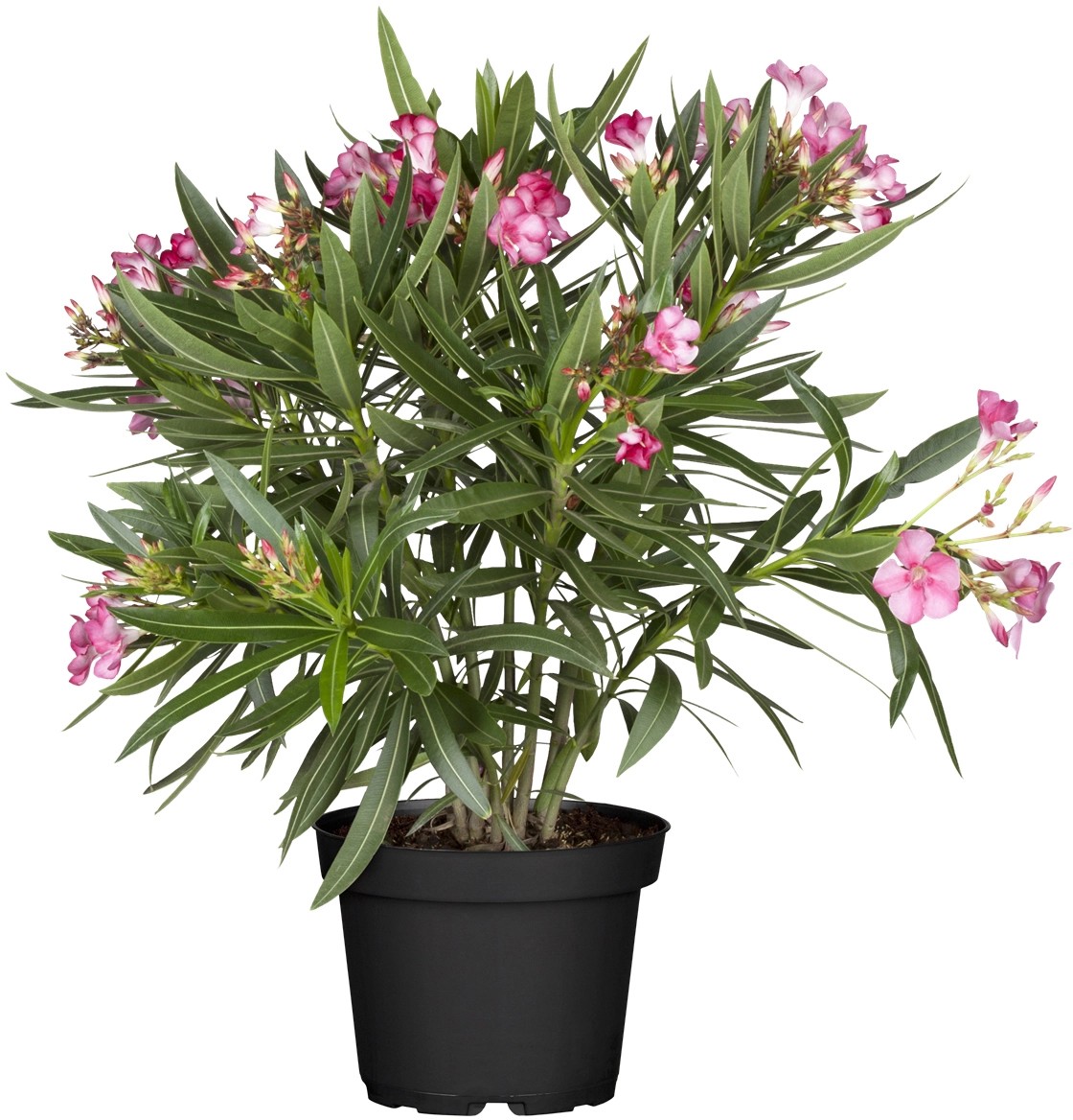 GROW by OBI Oleander Nerium Rosa Topf Ø 20 cm kaufen bei OBI