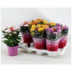 Verschiedenfarbige Chrysanthemen Flowerpopps Abbey im Ø 12 cm Topf, sortiert.
