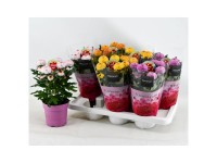 Chrysantheme Flowerpopps Abbey assortiert Topf Ø 12 cm / 1 Stk.