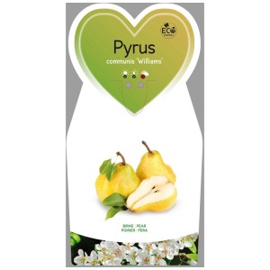 Poirier Williams bio avec fruits jaunes et feuilles vertes en pot.