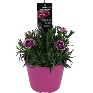 OBI Bartnelke Doublelicious Maria im pinken Topf, rosa-violette Blüten.