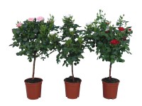 Rosen-Stamm verschiedene Farben Topf Ø 17 cm / Höhe 60 - 80 cm / 1 Stk. Rosen-Stamm verschiedene Farben Topf Ø 17 cm / Höhe 60 - 80 cm / 1 Stk.