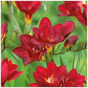 Dettaglio di fresie Grow by OBI Double Red (20 pz.) di un rosso brillante.