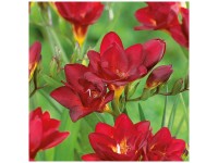 Grow by OBI Freesien Double Red 20 Stk. Grow by OBI Freesien Double Red 20 Stk.