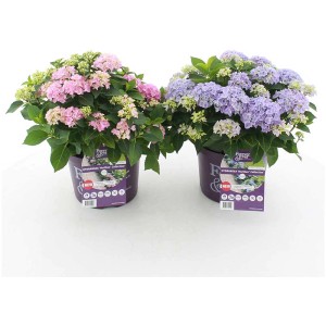 Ortensia Forever&Ever Hortbux in vaso, fiori rosa e viola.