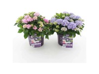 Bauernhortensie Forever & Ever Hortbux Hydrangea Topf Ø 23 cm / 1 Stk.