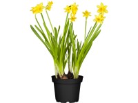 GROW by OBI Narzissen-Mix Narcissus Topf Ø 12 cm