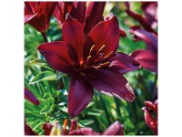 Grow by OBI Lys Forza Red 2 pcs