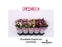 Chrysantheme Chrysanthemum Topf Ø ca. 12 cm