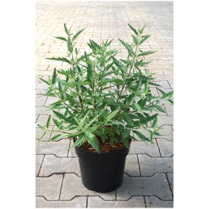 Caryopteris Heavenly Blue in vaso da 4,5 l. Arbusto fiorito con foglie verdi in vaso nero.