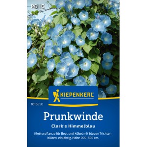 Kiepenkerl Campanella Clark's Himmelblau con fiori azzurri e foglie verdi.