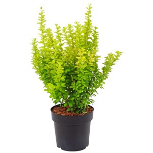 Berberis gialla Maria® in vaso: arbusto ornamentale con foglie giallo-verdi e portamento eretto.