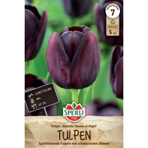 Sperli Tulpe 'Queen of Night', dunkelrote Blüte, geeignet als Schnittblume.