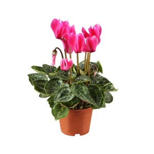 Cyclamen 'Autumn Dreams' en pot, fleurs roses et feuilles vertes. Plante d'automne pour intérieur et extérieur.
