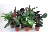 Korbmarante Calathea Topf Ø ca. 19 cm