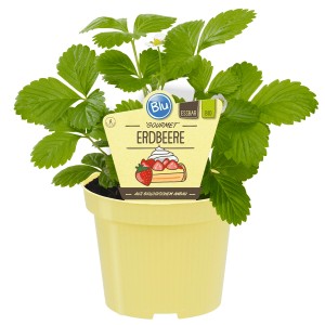 Fraise Blu Bio Gourmet en pot (env. 12 cm). Plant de fraisier avec feuilles vertes dans pot jaune.