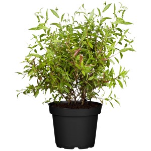 Grenadier nain Nanum en pot, feuilles vertes, plante en pot pour balcon et terrasse.