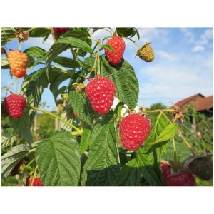 Lampone Enrosadira con frutti rossi brillanti e maturi sul cespuglio.