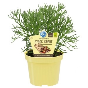 Blu Bio-Gyros-Kraut in vaso (Ø 12cm). Erba aromatica per gyros e piatti di carne.