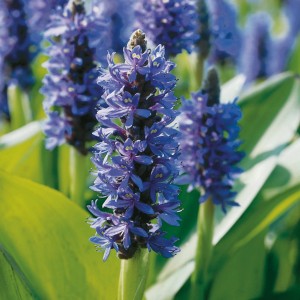 Giacinto d'acqua a foglie di cuore blu-viola (Pontederia cordata) in vaso, pianta decorativa per laghetti.