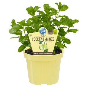 Blu Hugo Menthe à cocktail en pot (Ø 12cm), idéale pour cocktails et thé.