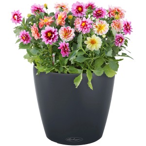 Pot de fleurs Lechuza Classico Color 43 gris ardoise avec dahlias colorés.