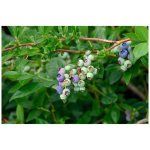 Myrtille biologique Duke avec des fruits bleu clair et des feuilles vertes en pot.