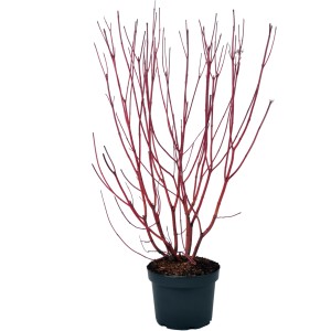 Cornus 'Sibirica' in vaso: rami rossi di Cornus alba, altezza circa 100 cm.