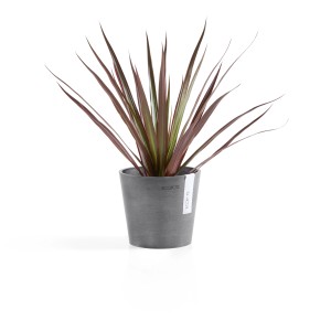 Pot de fleurs Ecopots Amsterdam, Ø 13cm, gris, avec plante. Idéal intérieur & extérieur.